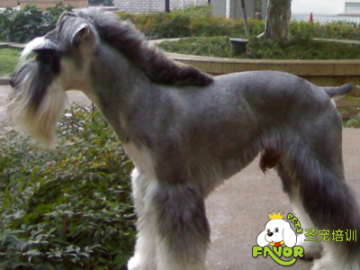 雪納瑞犬換毛原因及表現(xiàn)
