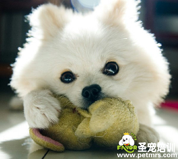 好可愛(ài)的狗狗