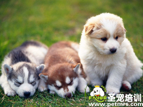 可愛(ài)的小狗