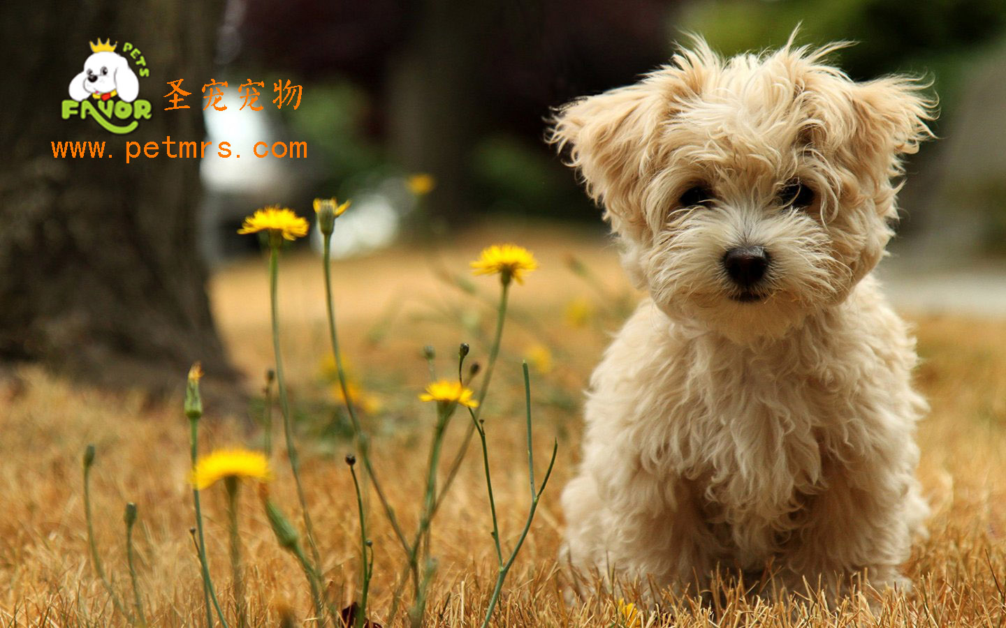 貴賓犬生病時我們應(yīng)該怎么照顧它