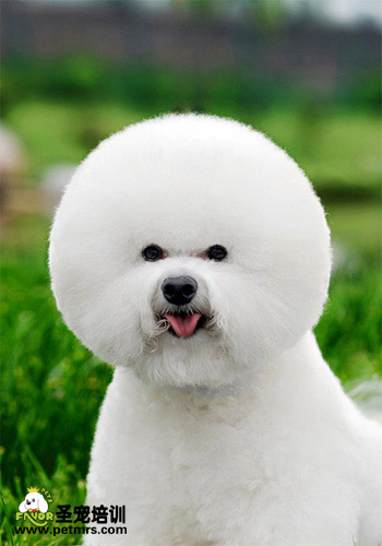 比熊犬美容系列之比熊的美容要點(diǎn)