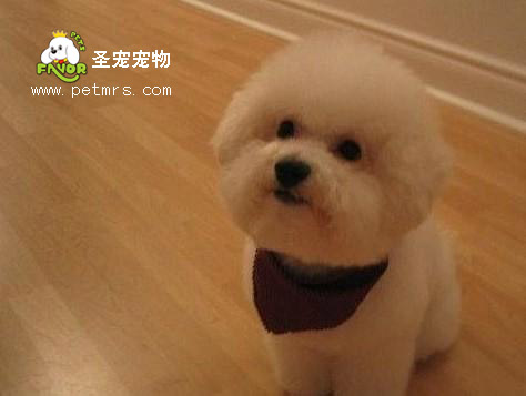 比熊犬美容系列之如何護(hù)理比熊的毛發(fā)