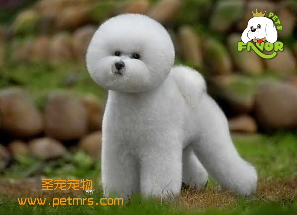 比熊犬美容之對(duì)比熊耳朵的日常護(hù)理