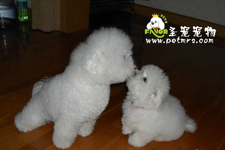 比熊犬美容之對比熊牙齒的護(hù)理