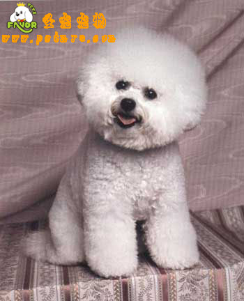 比熊犬美容之比熊幼犬的護(hù)理方法