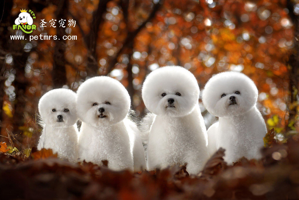 比熊犬毛發(fā)的全面護(hù)理