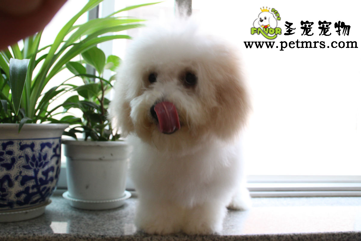 比熊犬的日常衛(wèi)生護(hù)理