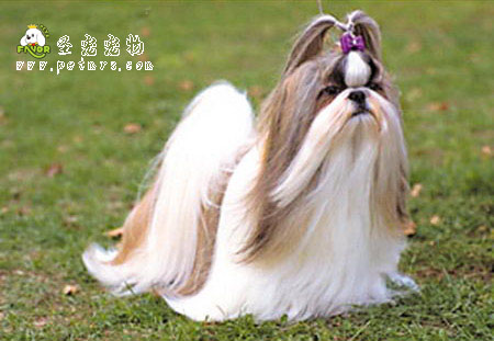 狗狗身上的細(xì)菌