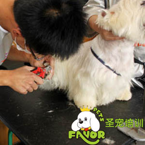 圣寵學(xué)校精彩課堂-梗犬修剪