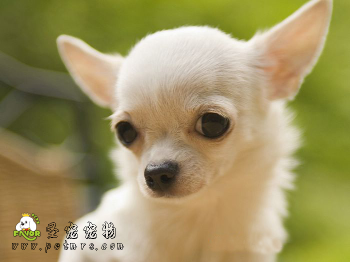 寵物疫苗的幾個(gè)誤區(qū)