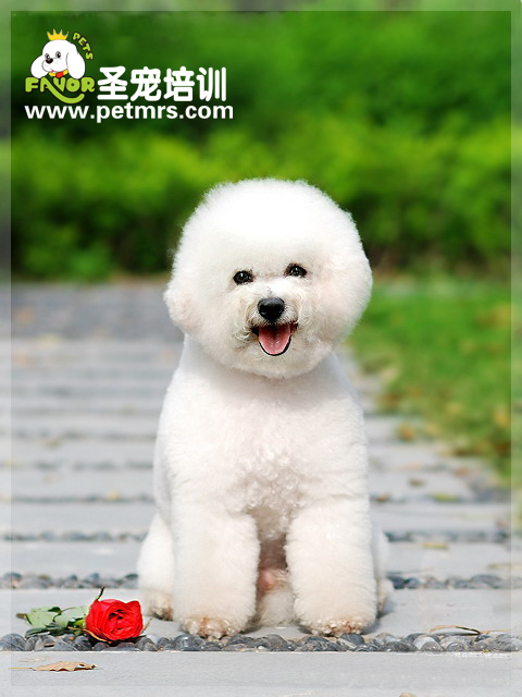 給比熊犬美容的三個(gè)竅門