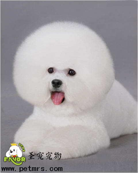 比熊犬美容之比熊吃什么對(duì)毛好