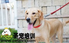 可愛狗狗