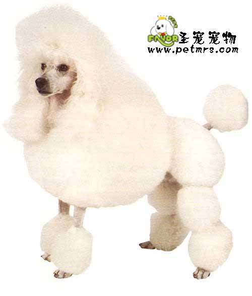 參賽貴賓犬頸部的美容標(biāo)準(zhǔn)