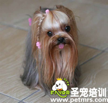 寵物美容之長(zhǎng)毛犬