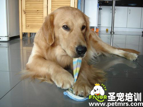 狗狗你餓了嗎，怎么吃起床單了