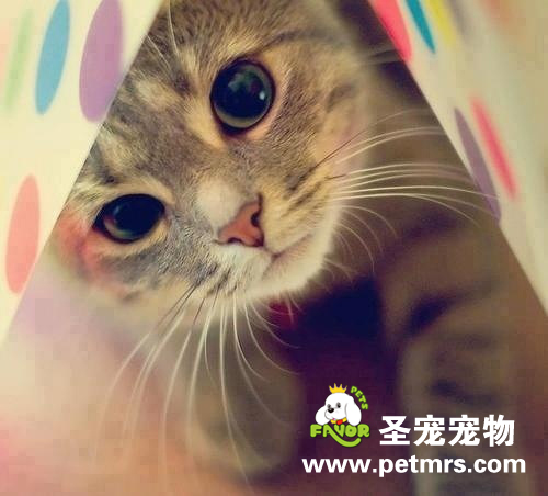 貓咪牙齒的全面護(hù)理