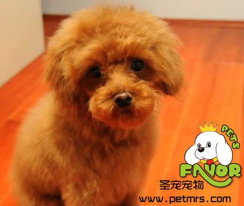 貴賓犬美容之貴賓日常護(hù)理方法