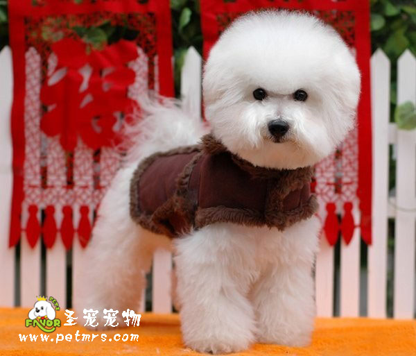 比熊犬美容之如何預(yù)防真菌