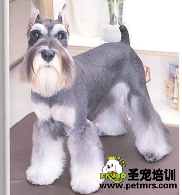 雪納瑞美容造型之標(biāo)準(zhǔn)造型