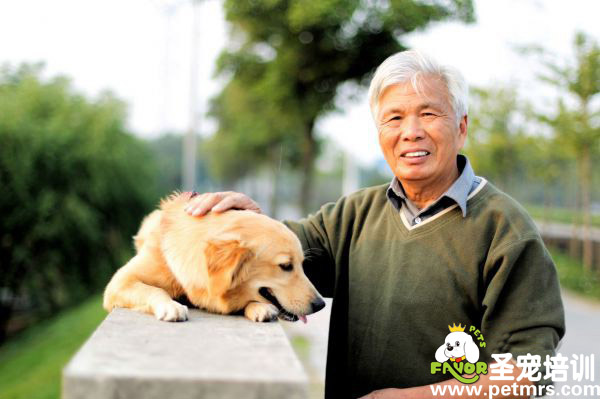 養(yǎng)狗有助于降血壓、緩解心臟病