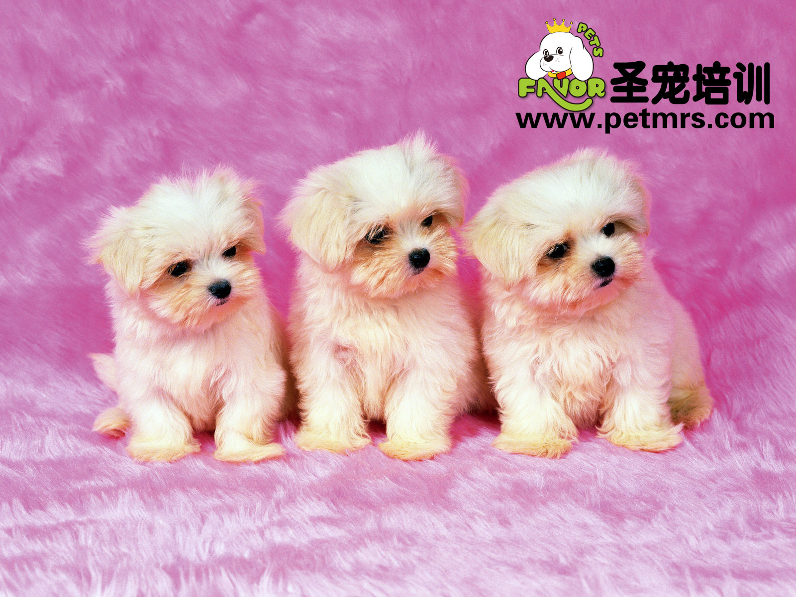 犬腺病毒導致的犬傳染性肝炎癥狀的介紹