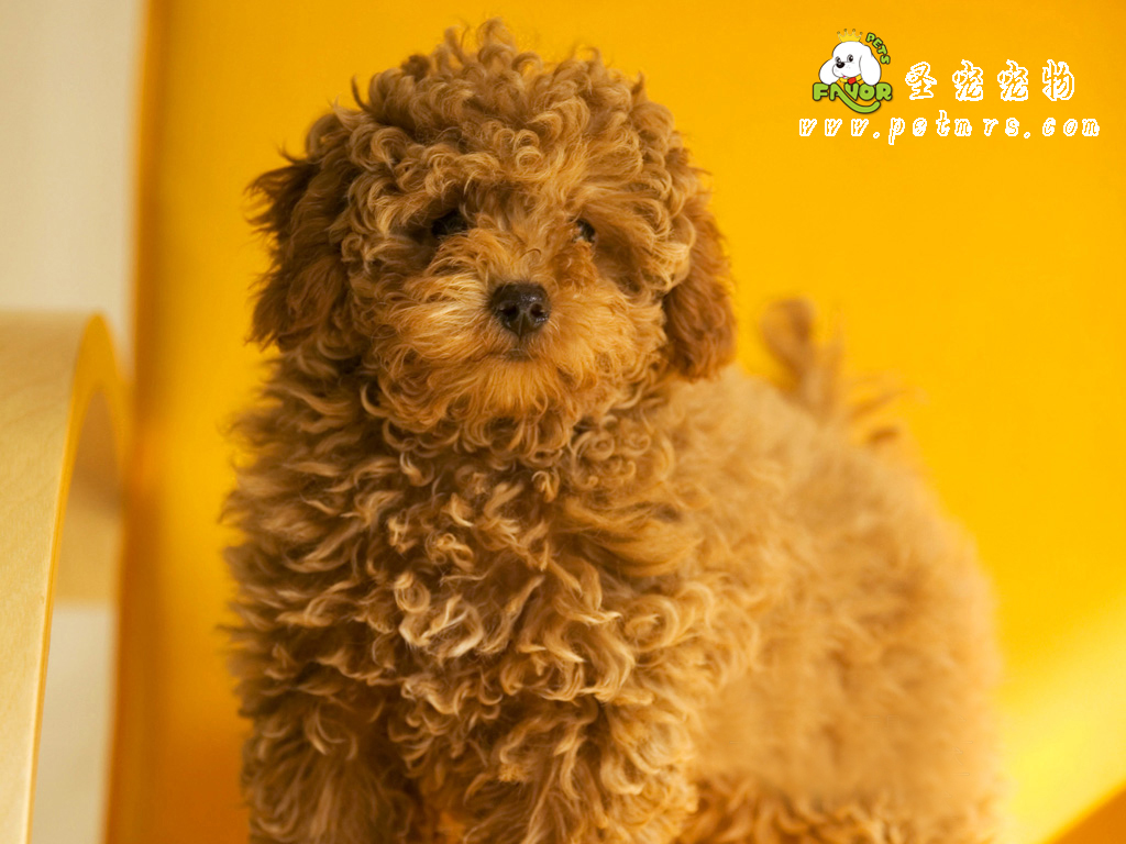 犬細(xì)小病的介紹及預(yù)防治療