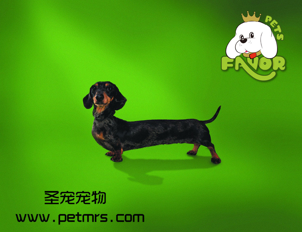 為什么狗狗打過預(yù)防針還會得犬細小病