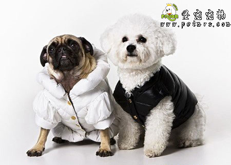 犬瘟熱與細小病的區(qū)別