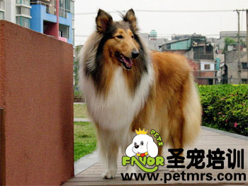 長(zhǎng)毛狗狗的毛發(fā)打理方法