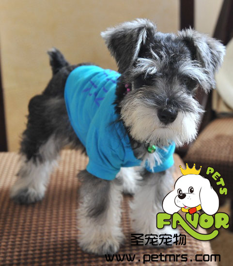 迷你雪納瑞標(biāo)準(zhǔn)