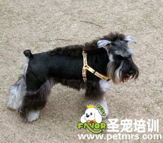 迷你雪納瑞標(biāo)準(zhǔn)