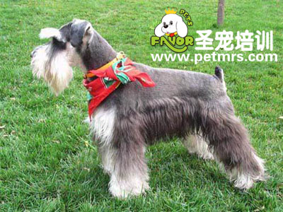迷你雪納瑞標(biāo)準(zhǔn)