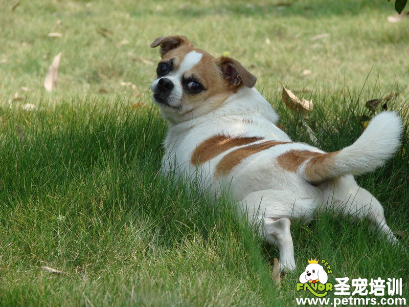 狗狗你在干嗎？