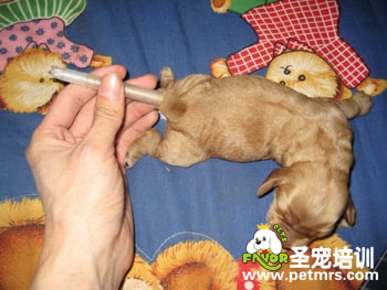 寵物美容之斷尾