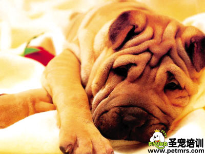 老狗狗！動(dòng)不了了
