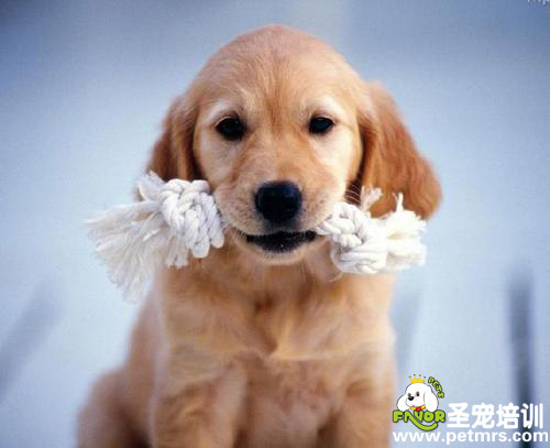狗狗你餓了嗎，怎么吃這個啊