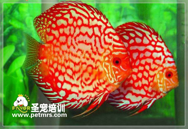 引發(fā)七彩神仙魚疾病的原因