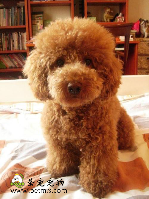 泰迪犬健康的十五個(gè)標(biāo)準(zhǔn)
