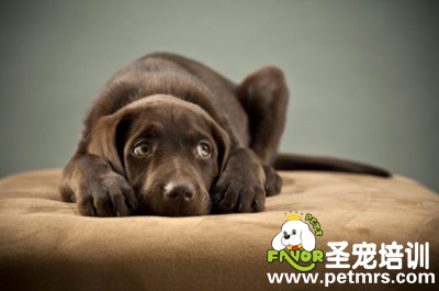 讓狗狗安靜下來(lái)