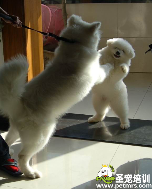狗狗照鏡子，不認(rèn)識自己