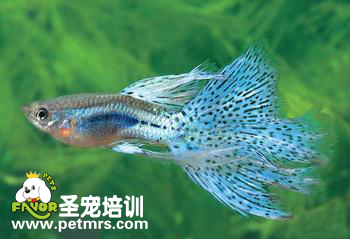 孔雀魚(yú)的腹水病