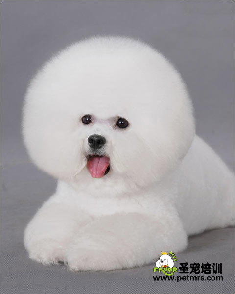 護(hù)理比熊犬眼睛的技巧