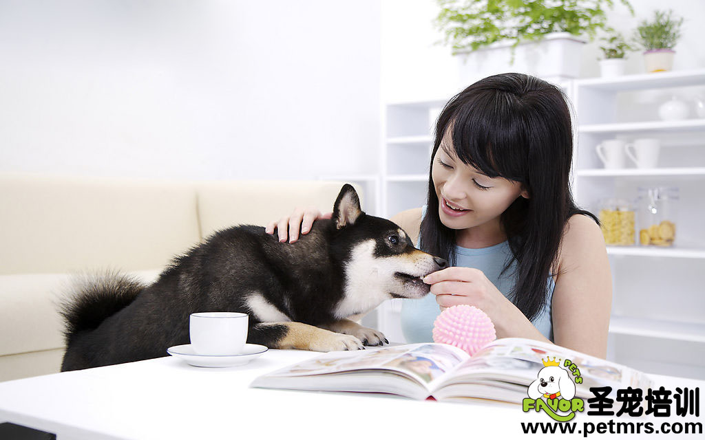 狗狗家庭養(yǎng)護(hù)