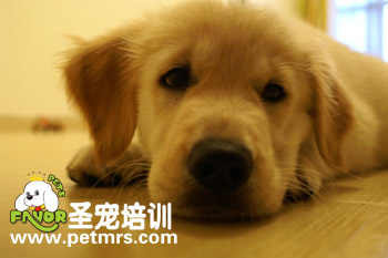 狗狗犬瘟熱的癥狀表現(xiàn)
