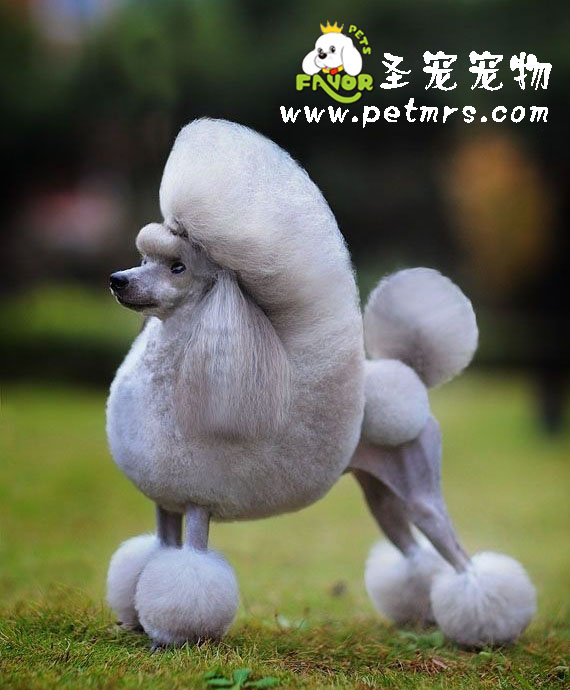 如何保護(hù)貴賓犬牙齒健康