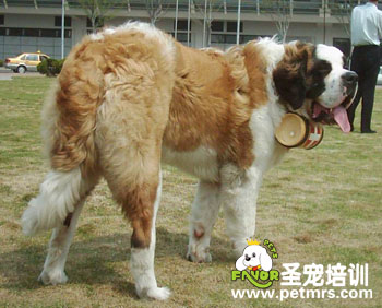給圣伯納犬修剪毛發(fā)方法