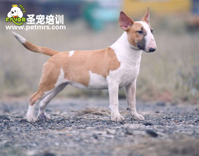 牛頭梗犬美容之梳毛