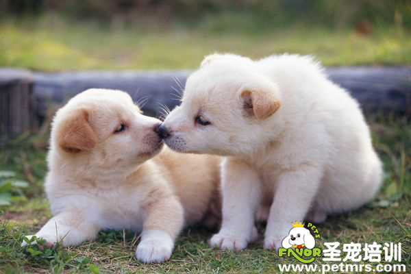 養(yǎng)寵物要從心開始