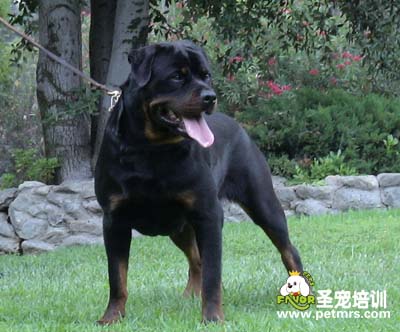 標準羅威納犬